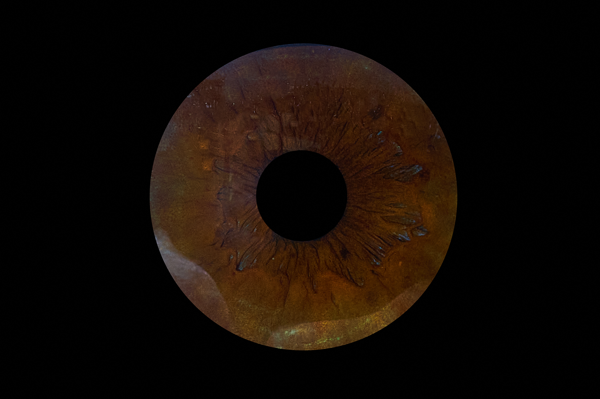 Iris-Kunstwerk von Heike